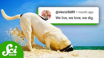 A Video About Digging A Hole | Compilation