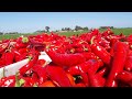 awesome red pepper growing and harvest.  step-by-step operations planting .......  harvesting