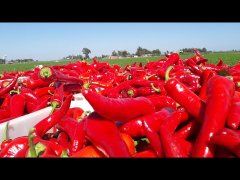 awesome red chili pepper cultivation and harvest. step-by-step operations planting and harvesting