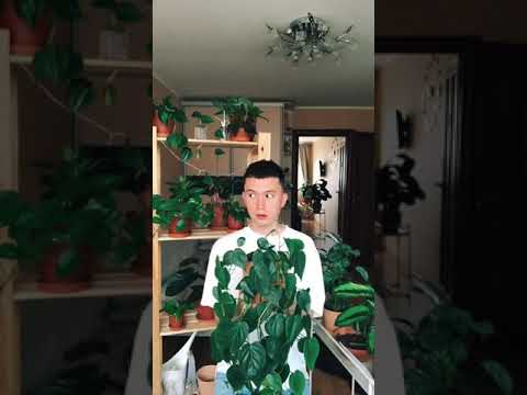 Как быстро их становится всё больше 😁🪴 #комнатныерастения #plants #растения #цветы
