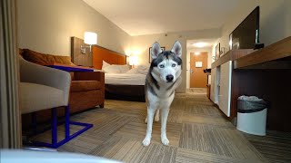 What Does My Dog Do When Alone In A Hotel Room?