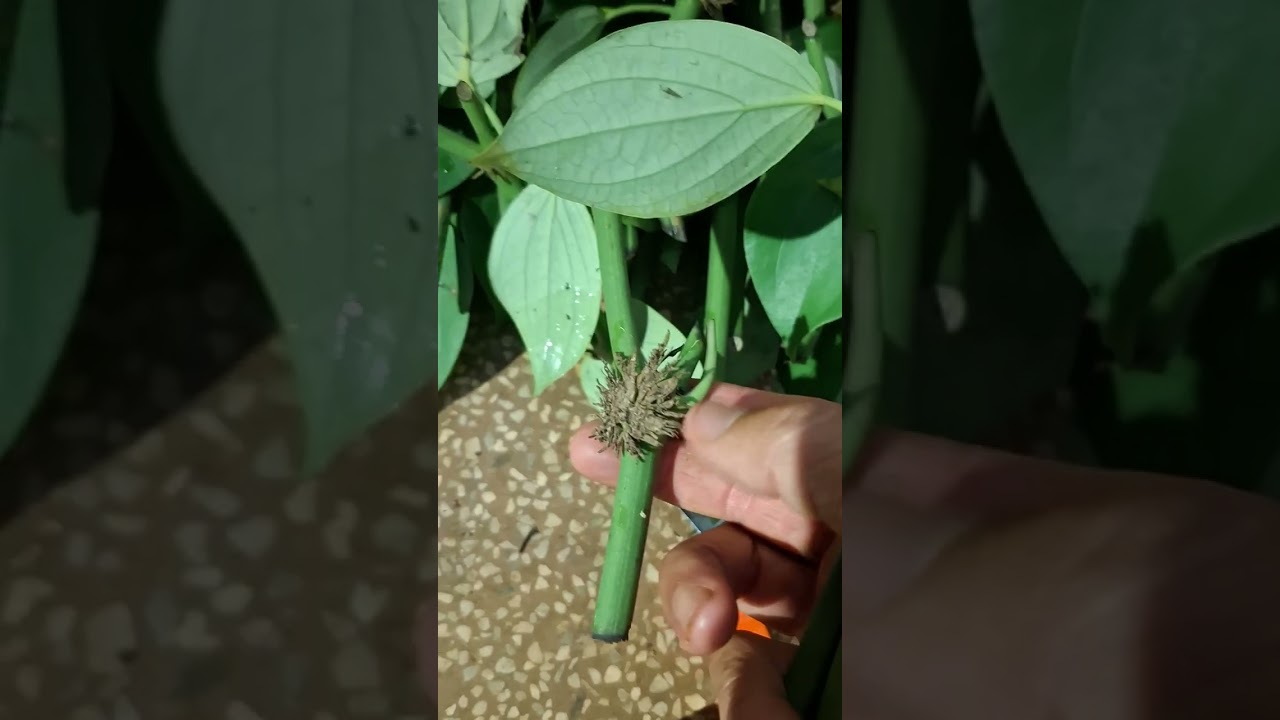 HƯỚNG Dẫn Cách Ươm Tiêu Ác loại hom ngắn