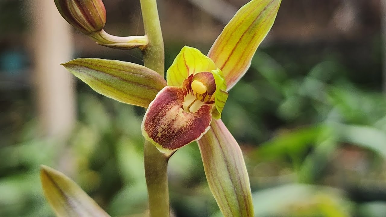 CHIA SẺ VỚI CÁC CỤ GIÁ THỂ TRỒNG ĐỊA LAN .