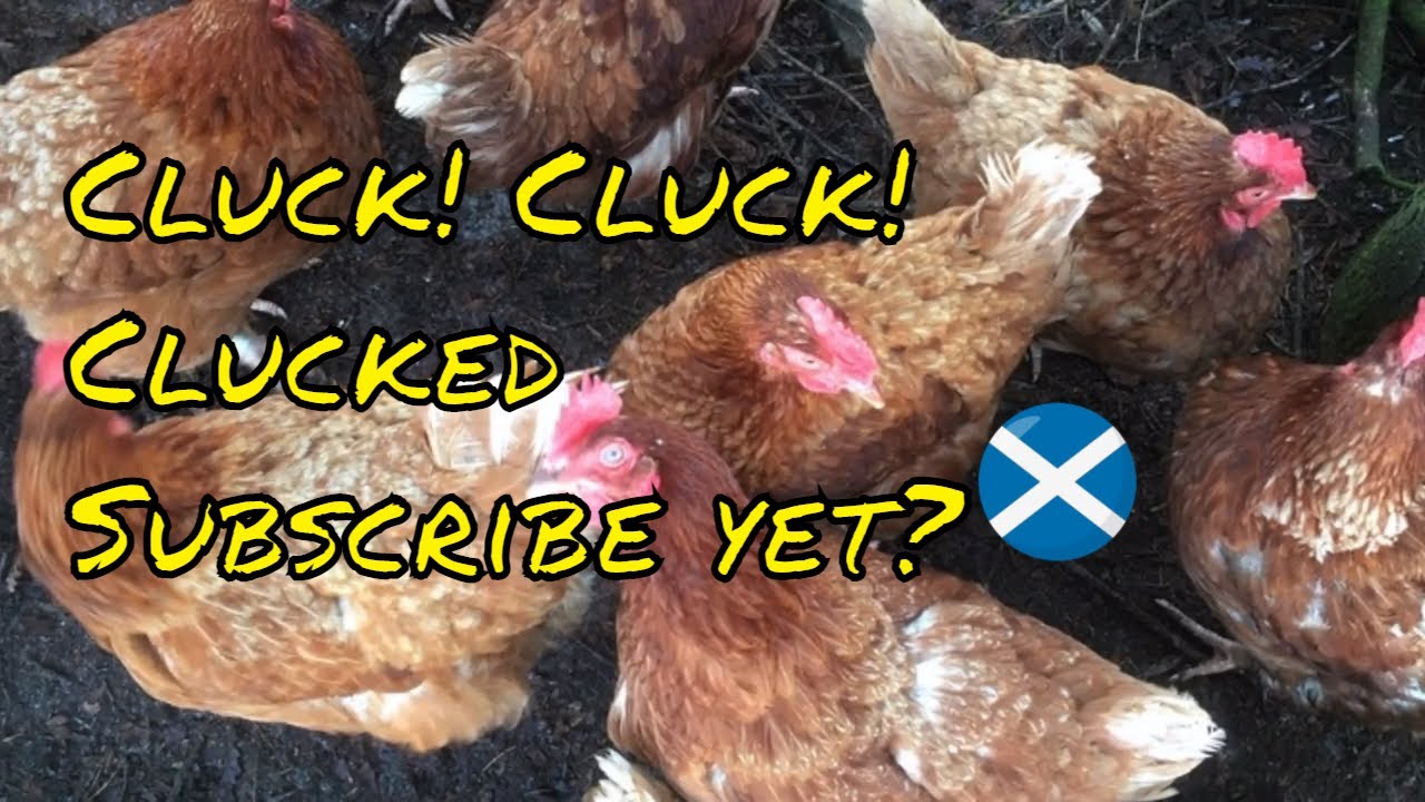 East Kilbride to Auldhouse via Langlands Moss Nature Reserve YouTube East Kilbride to Auldhouse via Langlands Moss Nature Reserve YouTube