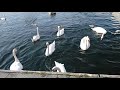 Suisse Switzerland Genève Швейцария Женева Набережная Женевы Лебеди lac Léman Cygnes Rive  gauche