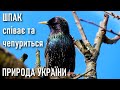 Шпак співає та чепуриться 🐦 Птахи України 🌳 Природа України 🌤 Весна: квітень