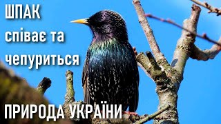ВЕСНА: Шпак співає та чепуриться 🌳 Природа України: спів птахів 🌳 Nature of Ukraine: starling