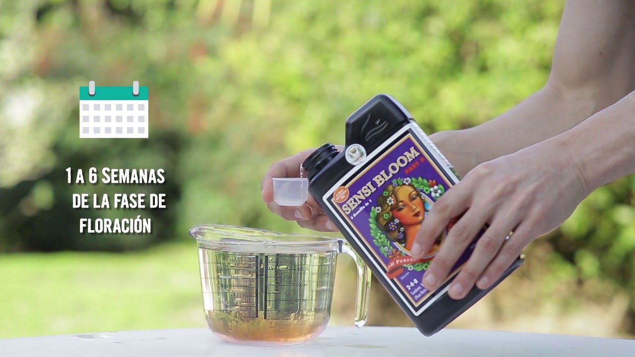 Juani Juana - Advanced Nutrients Bloom