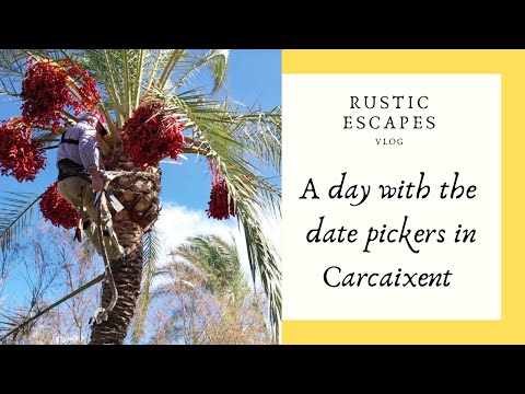 A day with the date pickers in Carcaixent