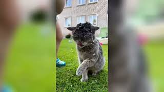 Cats and dogs funny videos compilation 😂 | Animaly 179 by Animaly 10 views 1 year ago 5 minutes, 4 seconds