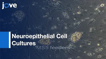 ES Cell-Derived Neuroepithelial Cell Cultures l Protocol Preview