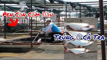 Câu cá tra sông ,mùa nước đổ về ,rũ thằng em đi câu lên Hugo liên tục đã thiệt |Trần Đại Fishing|#26