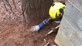 Improve your tree's health!  Watch this Airspade root collar excavation and read description!