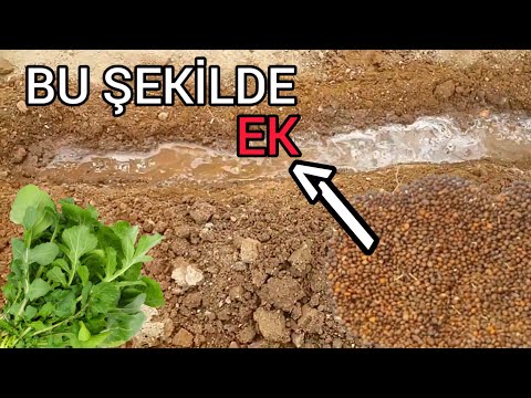 ROKA NASIL EKİLİR / NASIL ÇİMLENDİRİLİR ?