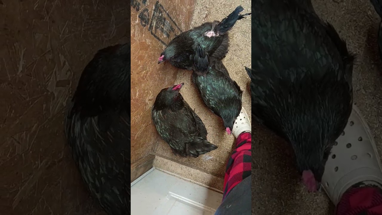 Collecting after an eventful night/morning oops 😬