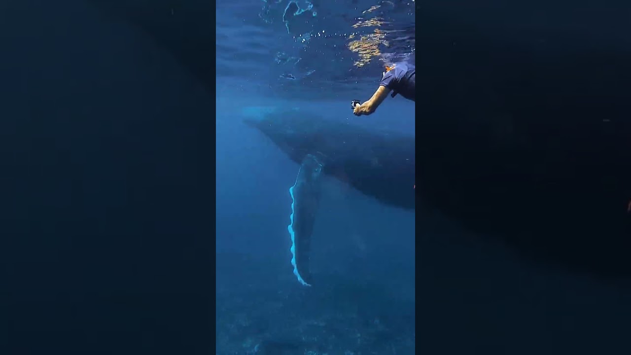 They don't want you to see the whale tail 