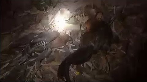 mu zov qaib chaw pw tuas tau 2 tug lawm nawb 11/3/24