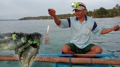 Mancing Cumi Uji coba Udang-udang warna orange