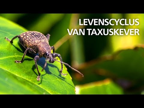 Video: Waar leven larven?