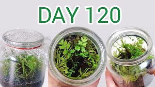 DIY Terrarium Using Household Items (120 Days Update)