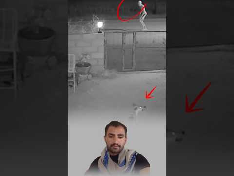 مر ت لحظة صمت قاتل ثم انفجر الهجوم بين الكلب والمخلوق في معركة تنبض بالخوف والظلام Duet Trending