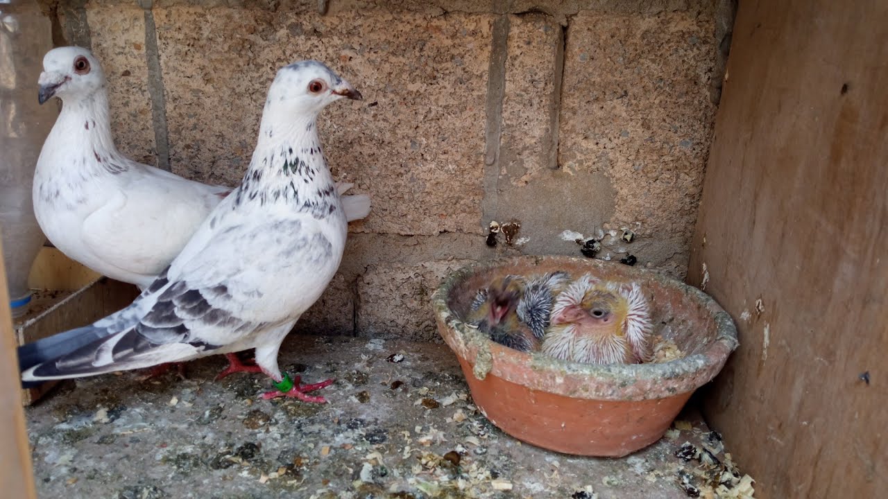 انتظار دخول حمام من 40km +أجوبة عن جميع الأسئلة في هذا الفيديو