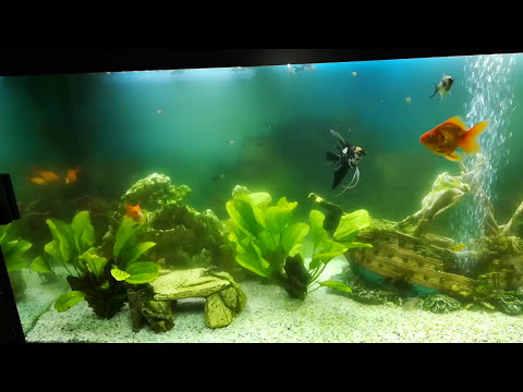 Wideo: Dlaczego Woda Kwitnie W Akwarium?