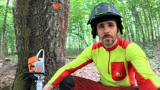 Logging and again large oaks near the wort, Stihl ms 461, Zetor Proxima, Amles, Work in the forest