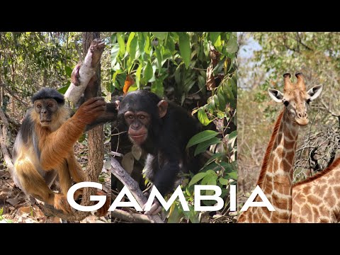 Video: Gambia (rivier): modus, zijrivieren, bron, foto, beschrijving