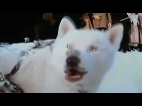 Iron Will - Stronger (Siberian Husky sled dogs)