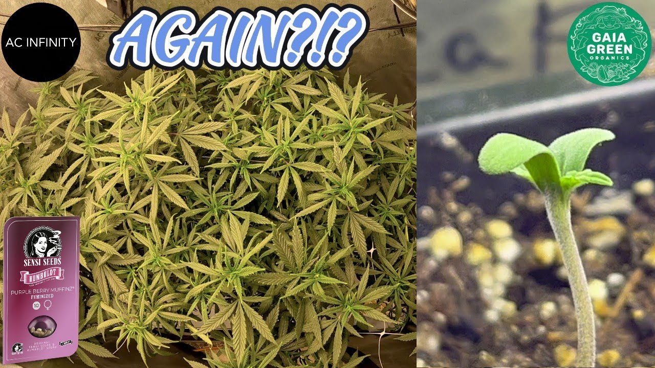 PURPLE BERRY MUFFINS (HUMBOLDT/SENSI SEED COLLAB) COMPLETE VEG🌱