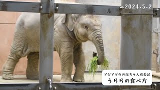 【東山動植物園公式】アジアゾウの赤ちゃん成長記（47）うららの食べ方《 アジアゾウ　ゾウ 》