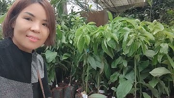 Cây Bơ Sáp - ĐH Nông Nghiệp 1 |Hương Miên - Cung Cấp Giống Cây Trên Toàn Quốc