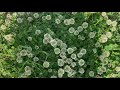 Edgar Tuniyants Romantic Prelude おと な り