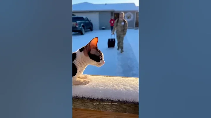 Video 11901161: devon rex, canin, cat