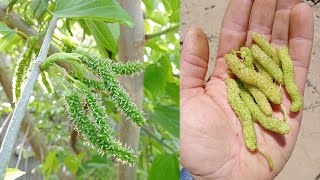 تعرف علي شجرة التوت العماني الابيض من افضل انواع التوت علي الاطلاق  white Omani berry tree