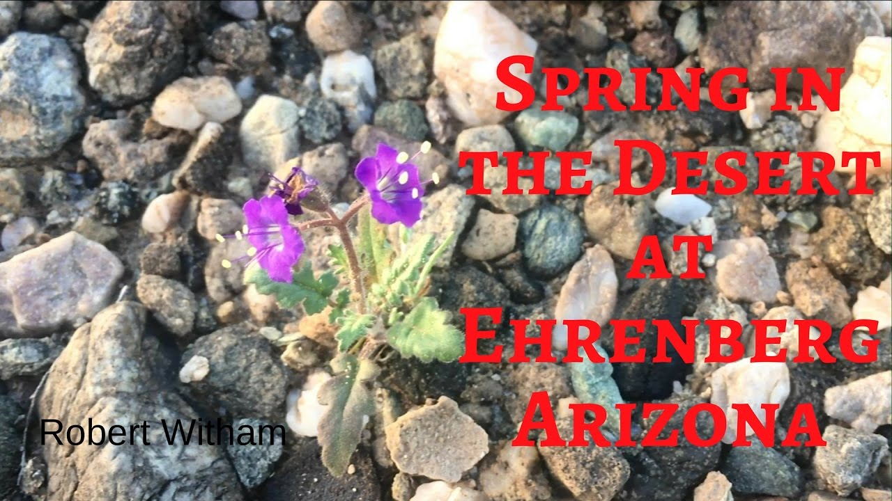 Spring in the Desert at Ehrenberg Arizona YouTube
