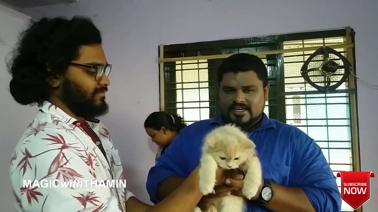 male cat in tamil