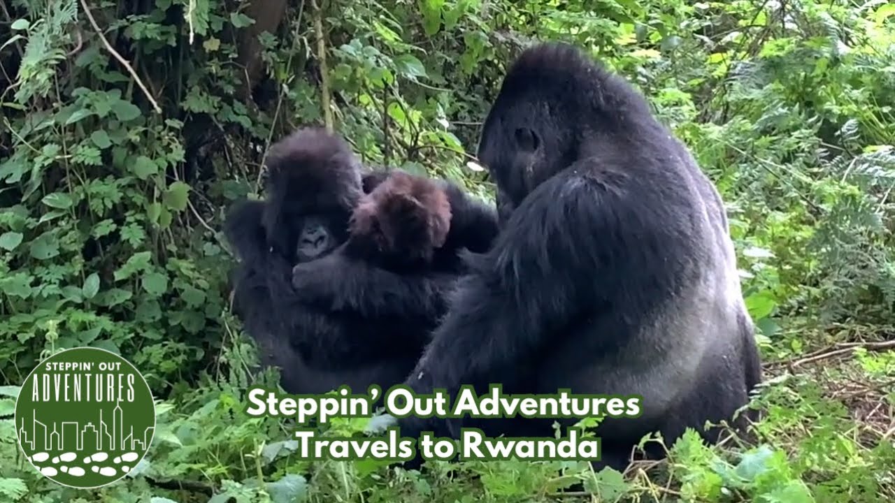 Coming face-to-face with Gorillas in Rwanda | Steppin' Out Adventures 