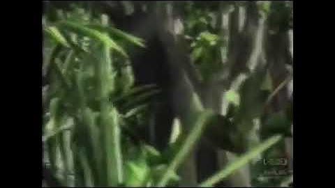 PBS Kids Program Break (2003 GPB) #2