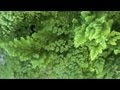 Avenca - Planta Ornamental