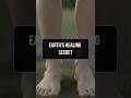 Discover Earth's hidden power! #Grounding #HealthHacks #ScienceFacts