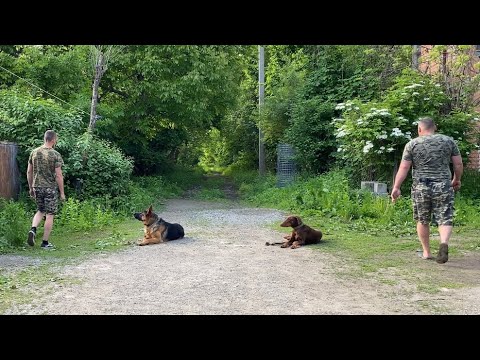 Будни тренировок/Две собаки, два Кинолога/ немецкая овчарка и доберман