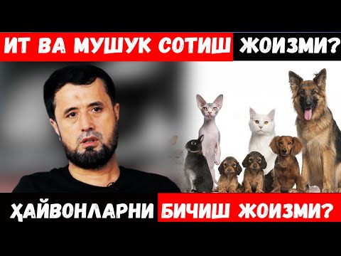 Qizlarning katta kokraklari