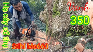 Hạ cây điều cổ thụ bằng máy cưa stihl ms660