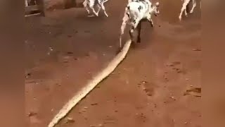 ULAR PITON NEKAT MAKAN SAPI