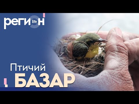 Регион LIFE | Птичий базар | ОТС LIVE — прямая трансляция