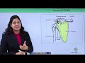 Locomotion and Movement - Pectoral girdle