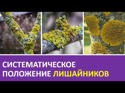 3. Систематическое положение лишайников