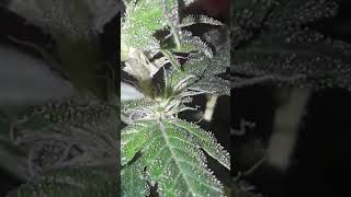 Indoor grow